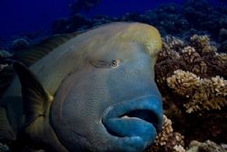 Wally the Napoleon Wrasse found at Muri Muri divesite nea... by Allan Vandeford 
